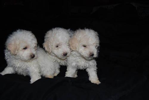 ACA REGISTERED PUREBRED MINIATURE POODLE PUPPYS!READY TODAY!