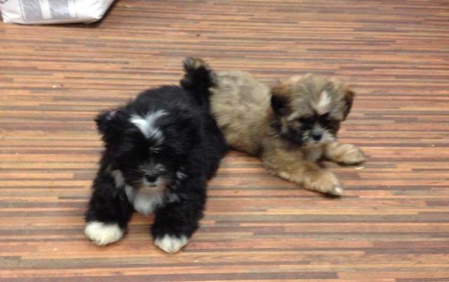 ACA Shih Tzu Puppies (9 Weeks Old) Price reduced