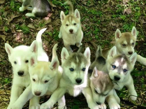 ACA Siberian Husky Puppies