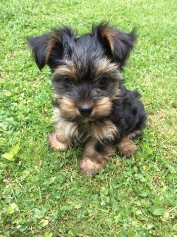 ACA Yorkshire Terrier Pure Bred Puppies - 10 weeks old