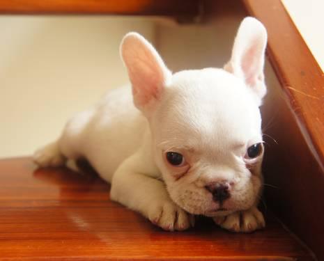 Active and cute French Bulldog - 42 days old
