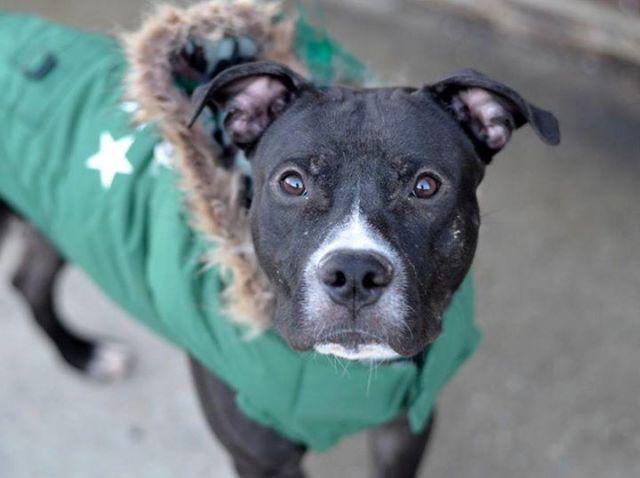 Adorable 10 mo old amstaff Ricco in danger@Brooklyn kill shelter