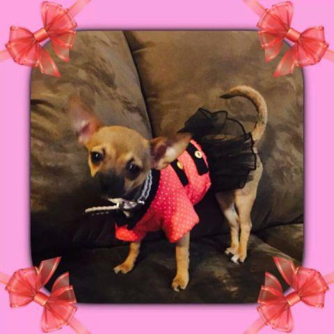 ADORABLE 7 MONTH OLD FEMALE CKC CHIHUAHUA