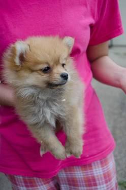 Adorable 8 week old purebred Pomeranian Puppies