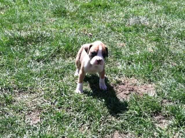Adorable A.K.C Boxer Puppies- @ 8 weeks