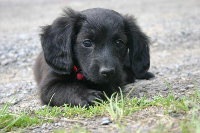 Adorable ACA Dachshund puppy for sale - 8 weeks old