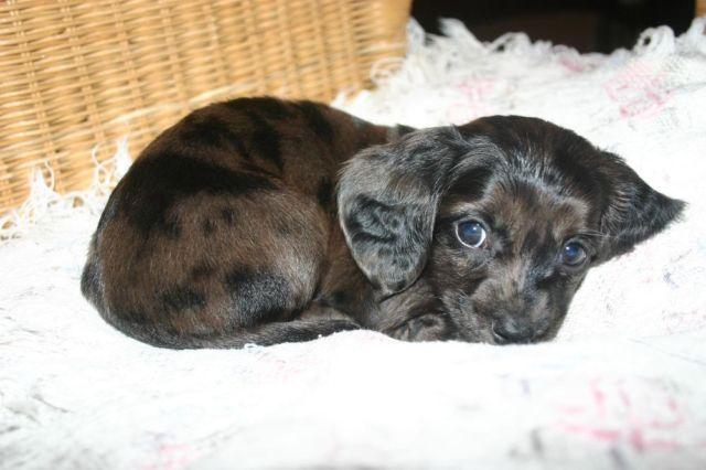 Adorable ACA Dachshund puppy for sale - 8 weeks old, Price negotiable!