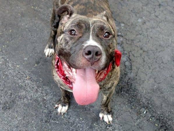 Adorable affectionate amstaff Mara in danger@NYC kill shelter