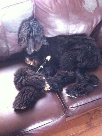 ADORABLE, AFFECTIONATE AND PUREBRED AFGHAN HOUND BOY IS LOOK