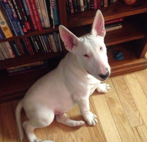 Adorable AKC All White Pure Breed Bull Terrier - 6 Months Old