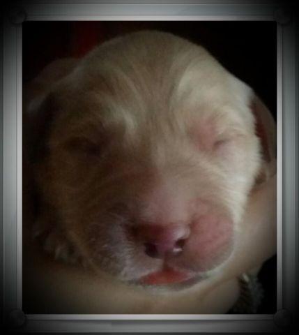 Adorable AKC Golden Retriever Puppies born October 30th