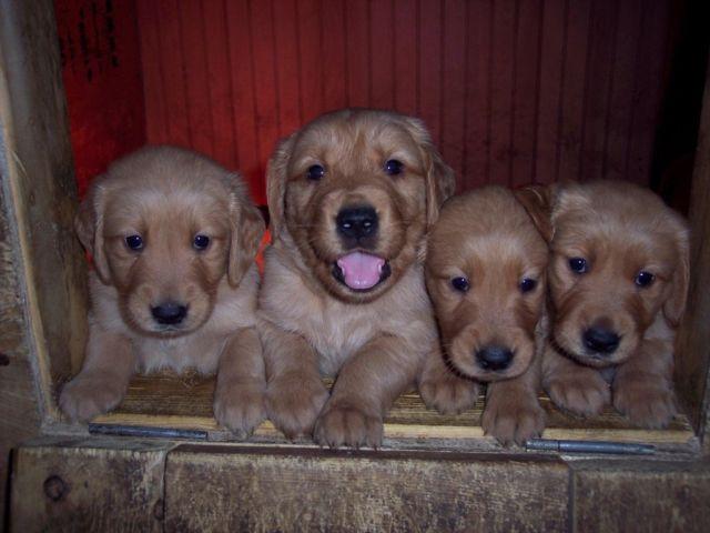 Adorable AKC Golden Retriever puppies, Vet checked Ready 8-30