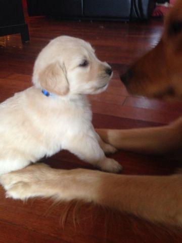 Adorable AKC golden retrievers available this coming spring