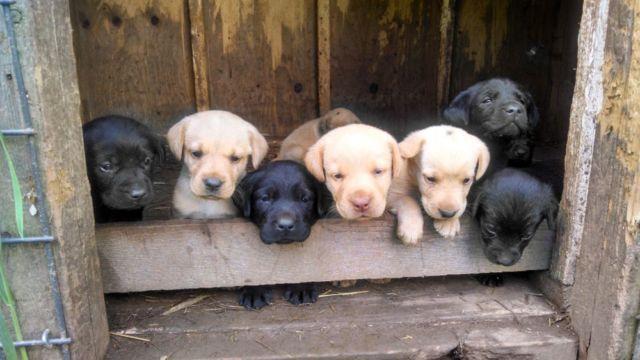 Adorable AKC lab puppies