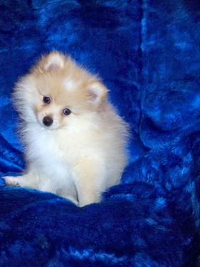 Adorable AKC Pomeranian Boy - Born July 21, 2012