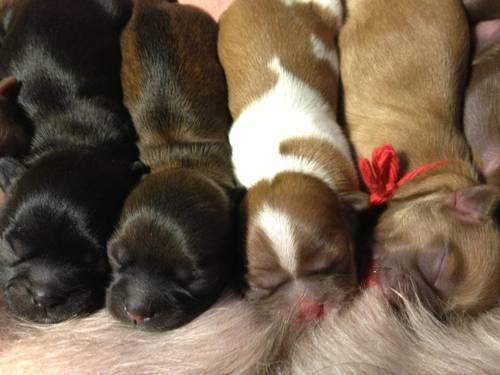 ADORABLE AKC SHIH TZU PUPPIES!! READY BEFORE CHRISTMAS!!!