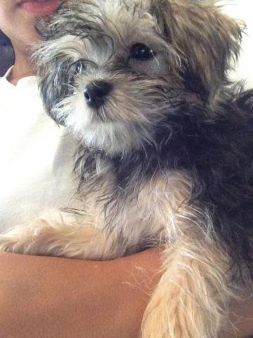 Adorable and Loving Male Morkie