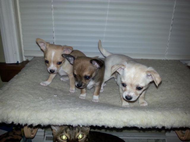Adorable Baby Chihuahuas! Just in time for Christmas!!!