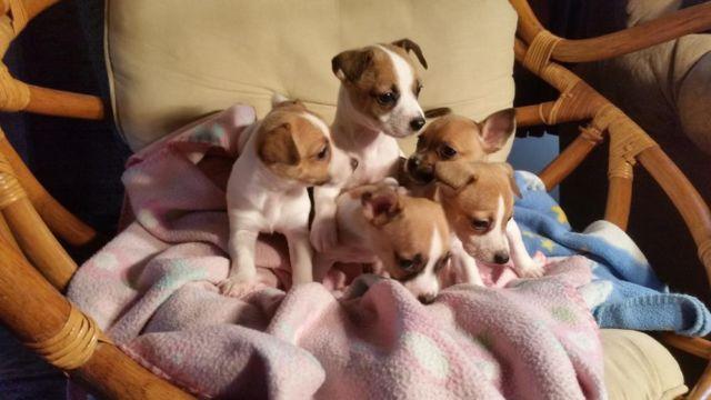 Adorable BABY JACK RUSSELLS