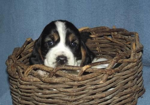 Adorable Basset Hound Puppies!