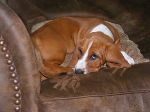 Adorable Basset Hound puppy!!!