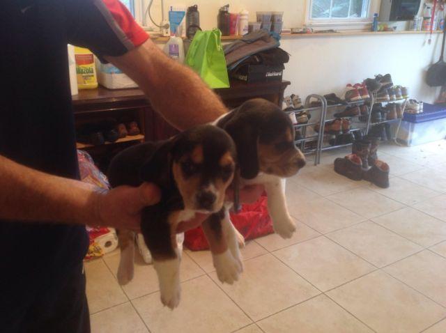 Adorable beagle puppies for sale 6 weeks old