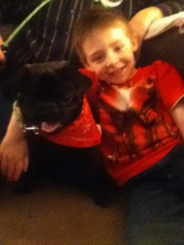 adorable black male 11 month old pug/loves kids,great baby