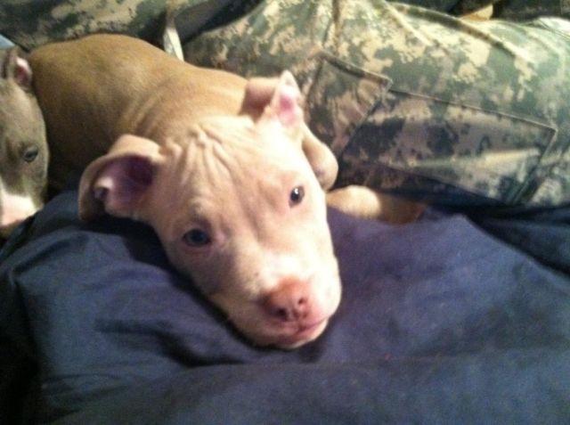 Adorable blue fawn American pit bull terrier- 13 weeks old