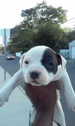 Adorable blue nose Standard bully pups!!
