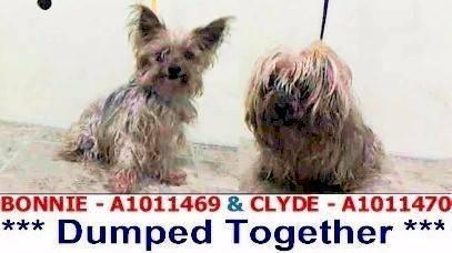 Adorable bonded yorkies Bonnie and Clyde in danger@NYC kill shelter