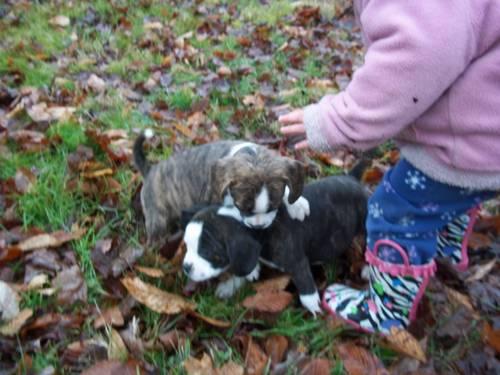 Adorable Boston Beagle pups for sale