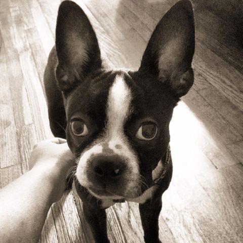 Adorable Boston Terrier - AKC Certified with papers