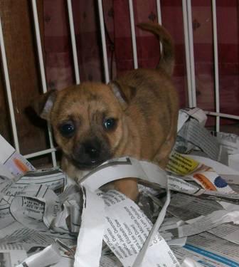 Adorable Brindle Female Chihuahua pup CKC registered