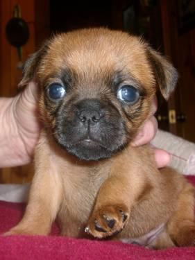 Adorable Brussels Griffon Red Smooth Male puppy........