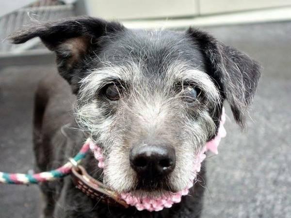 Adorable cairn terr/doxie Kiwi in danger@NYC kill shelter