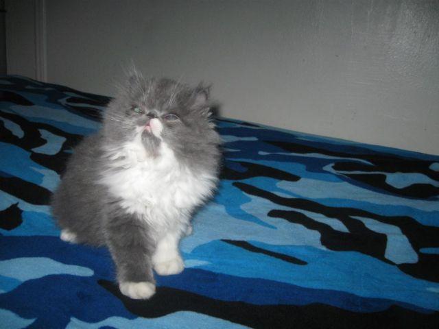 ADORABLE CFA PERSIAN KITTENS FOR SALE
