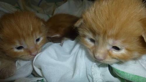 Adorable CFA registered 2 weeks old maine coon kittens