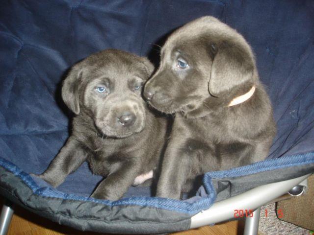 Adorable Charcoal & Silver Lab Pups