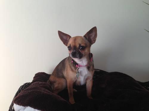 Adorable Chihuahua for Adoption !!