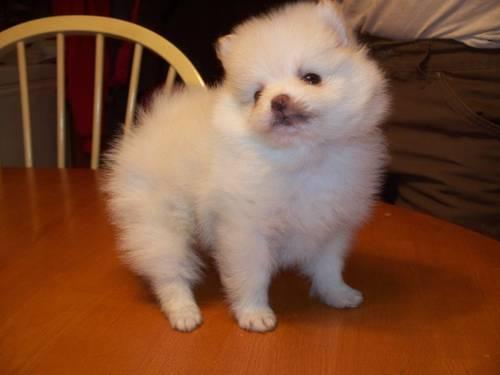 Adorable Cream Pomeranian Puppy