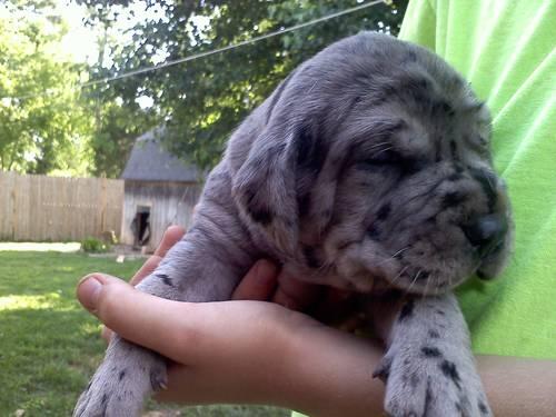 Adorable daniff puppies for sale