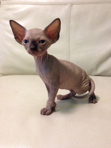 Adorable Dosnkoy Sphynx kittens(2) for sale- 5 months old