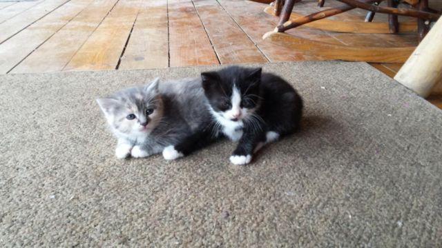 Adorable Fluffy Kittens