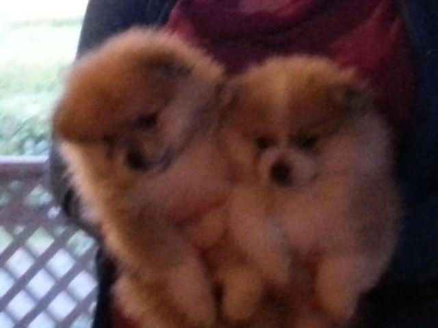 Adorable, friendly, awesome Pomeranian puppies!