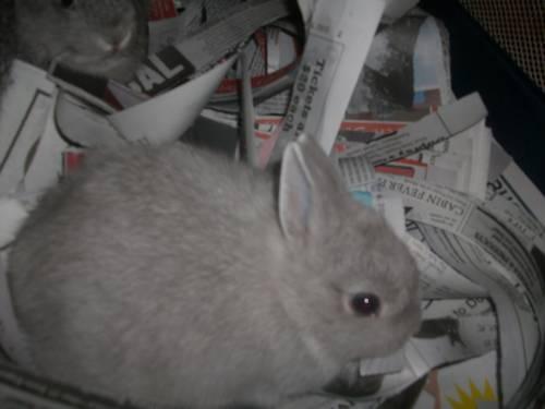 ADORABLE FRIENDLY,DWARF/JERSEY WOOLEY EASTER BUNNIES /WILL BE 8 WEEKS