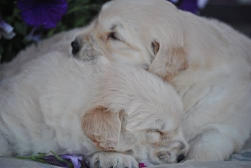 Adorable Golden Retriever Male Pups for sale