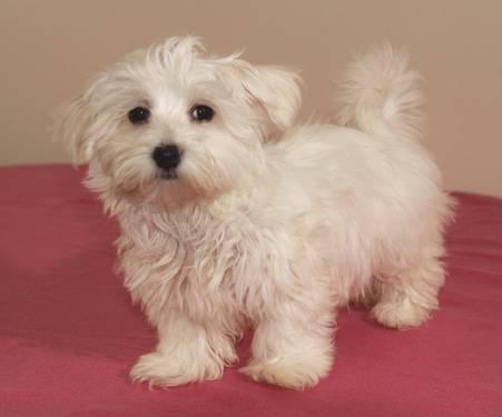 Adorable Havanese puppies ready to go