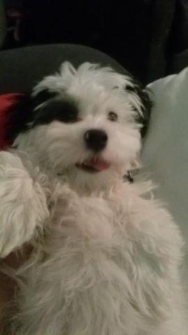 Adorable Havanese Puppy for Sale Nearly 3 months old