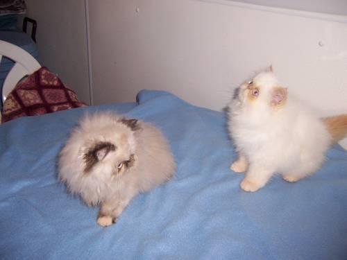 Adorable Himalayan kittens for sale