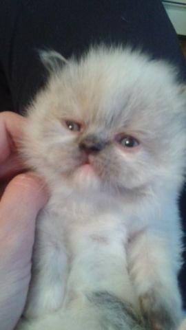 Adorable himalayan kittens for sale